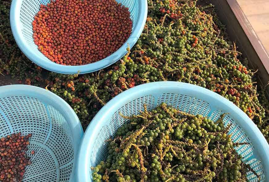 la-plantation pepper