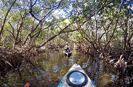 kayaking ride passing through mangroves