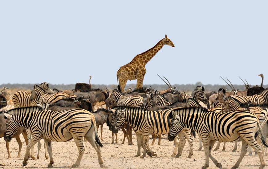 Zebra horse Namib-Naukluft