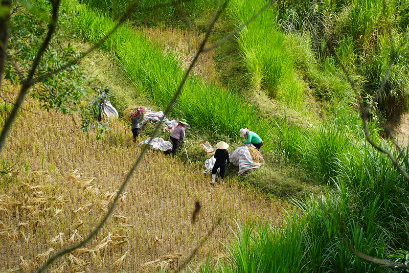 Trekking through Hoang Su Phi rice fields