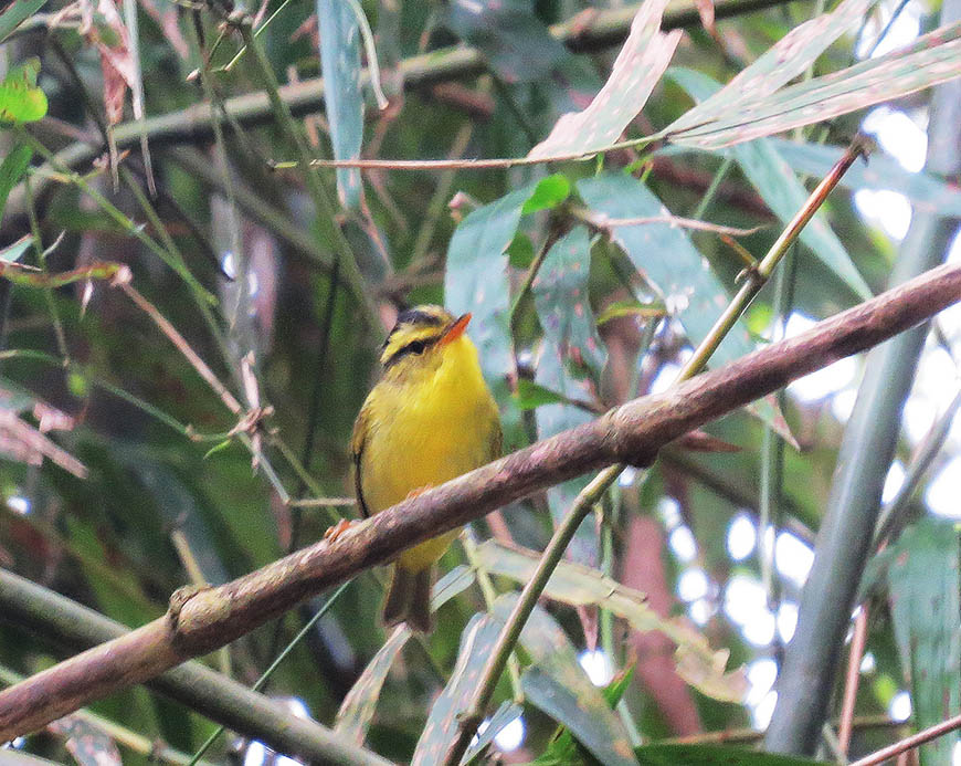 Observer les oiseaux au Vietnam : un guide complet du Nord au Sud