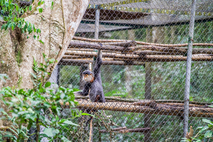 langur