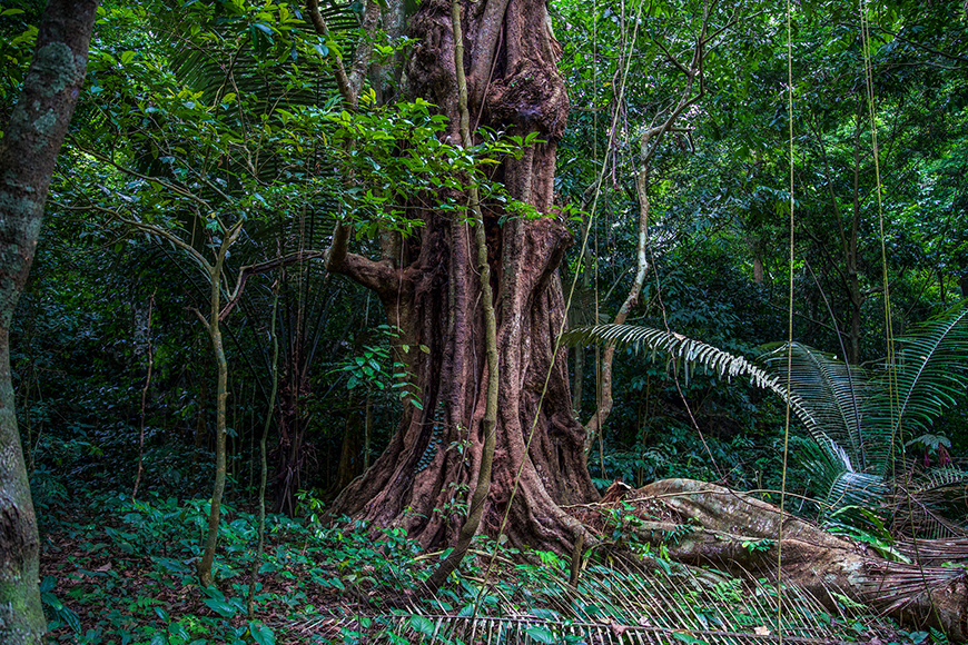 arbre-1000-ans