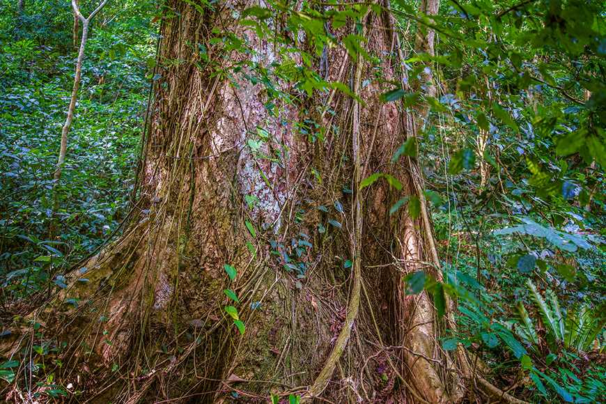 old-tree