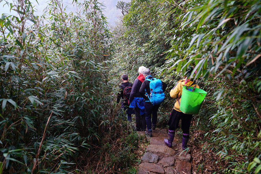 bamboo-forest