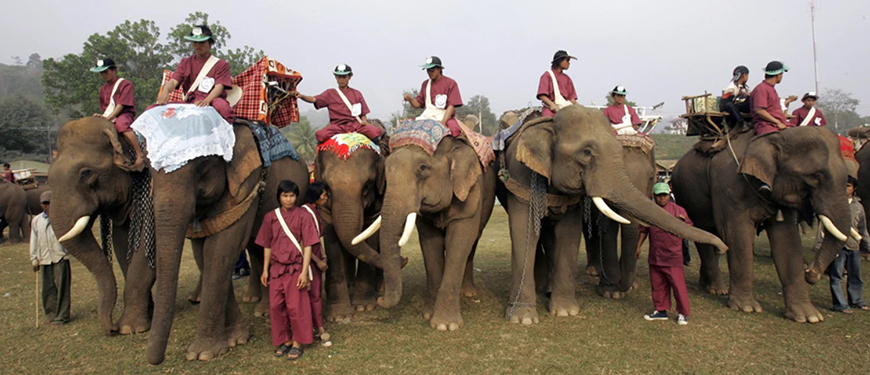 elephants-laos