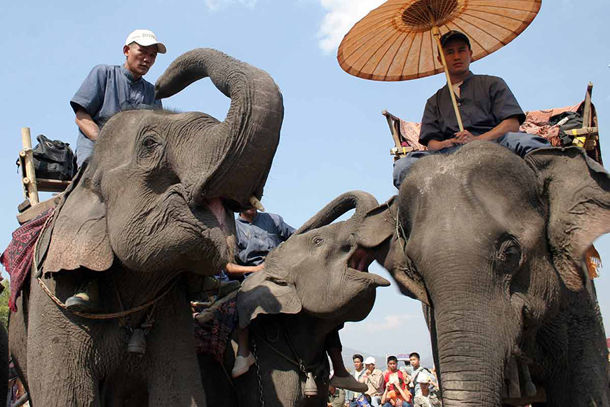 elephant-laos