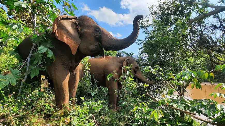 elephant-sanctuary