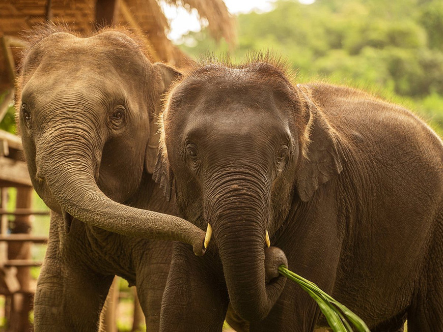 volunterr-elephant