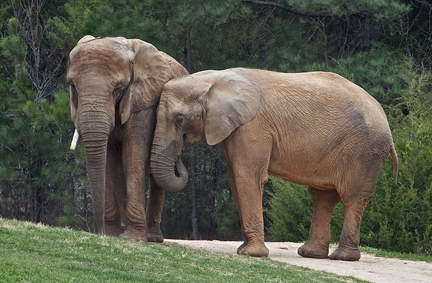 elephant-sanctuary