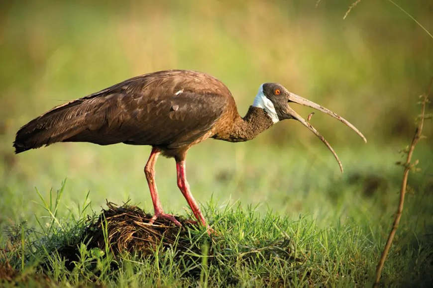 ibis