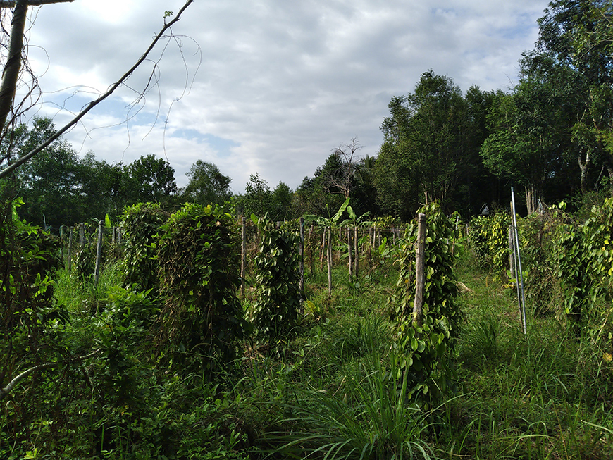 pepper-plants