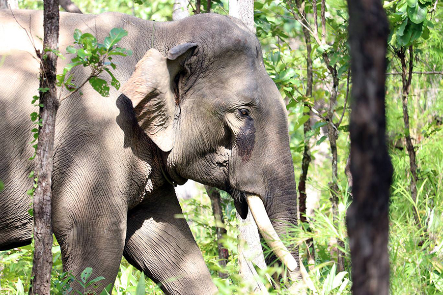 Yok Don National Park