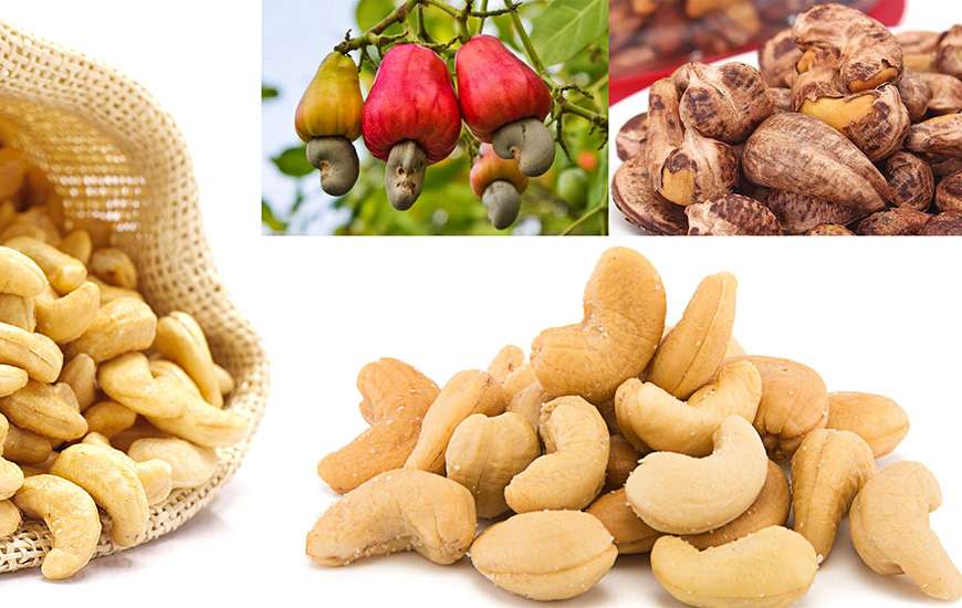 Le Vietnam est le plus grand exportateur mondial de noix de cajou