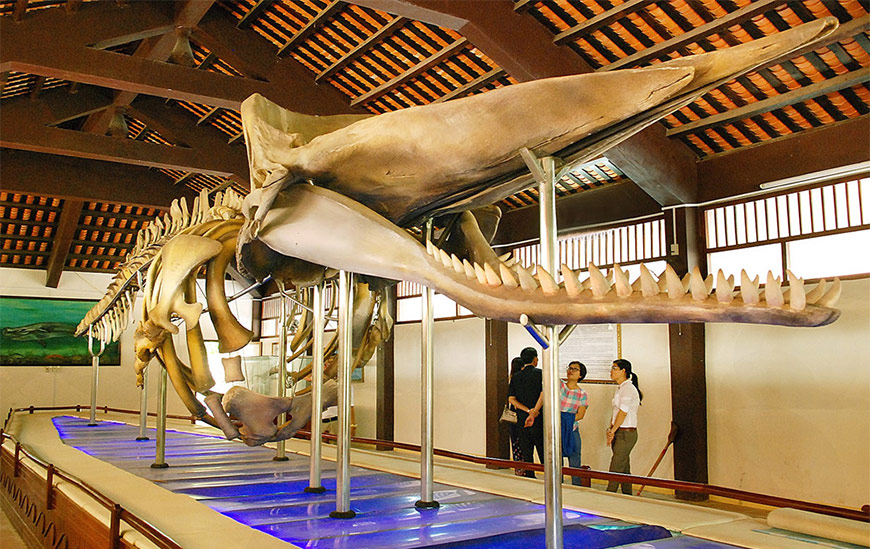 island’s Whale Museum