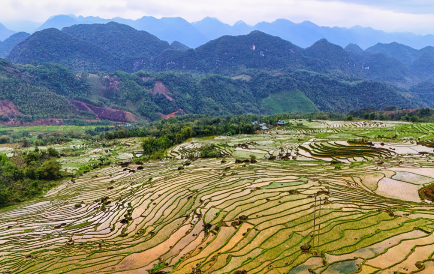 rice-fields