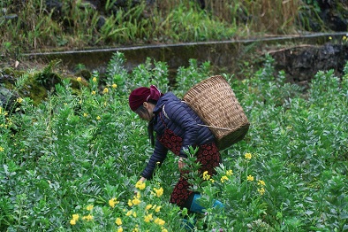 Trekking The Northern Trails of Vietnam